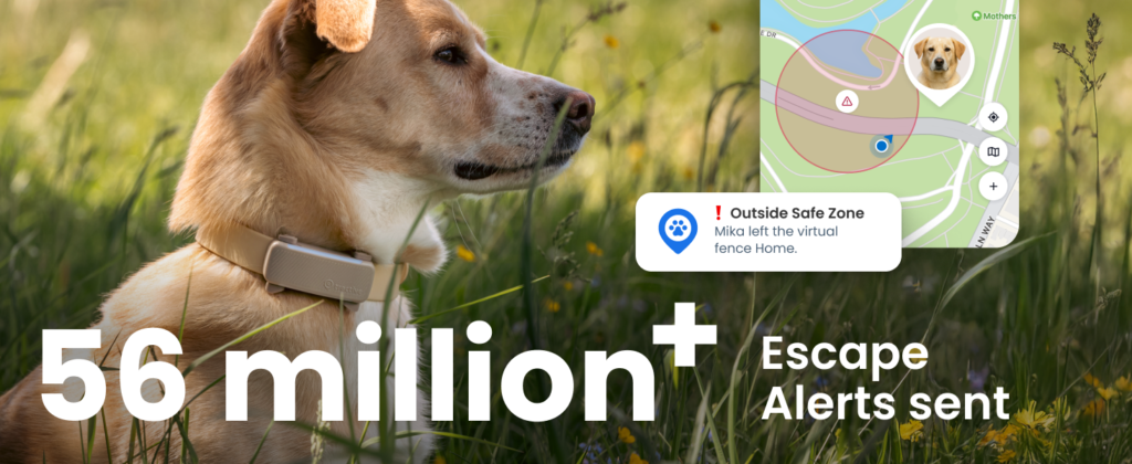 Dog GPS Tracker