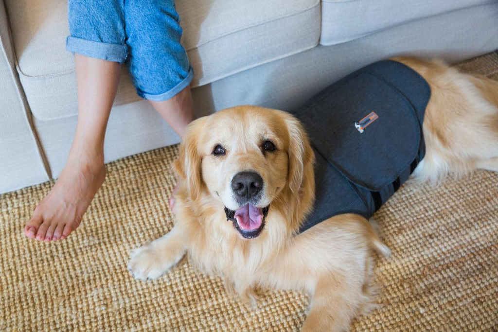 ThunderShirt for Dogs